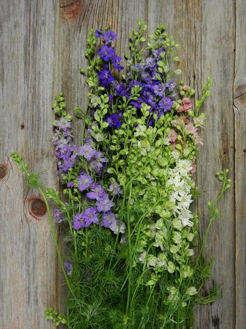 ASSORTED LARKSPUR